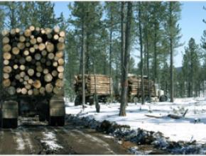 Black Hills Forestry Resources Association