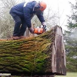 Cutting Up a Big Walnut Log