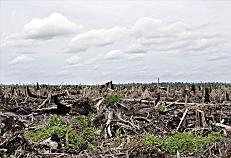 Indonesia bans logging permits