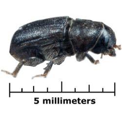 Fed Funding Helps SD Fight Mountain Pine Beetle 