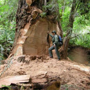 Redwood Burl Poachers Face Felony With Proposed Bill