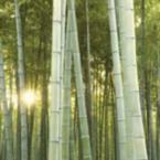 Teragren Names New VP, Co-Founders Start Bamboo Farm