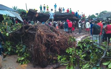 Falling Tree Kills 31 in Nigeria