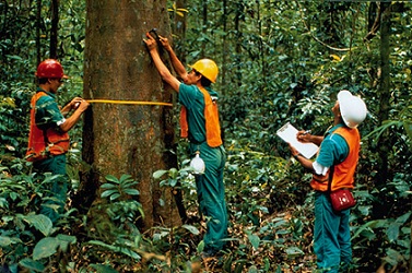 Tropical Forests and Selective Logging: Striking a Balance