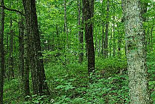 U.S. forests in good shape, says USDA report