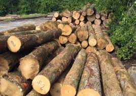 New Zealand Leads As World’s Largest Exporter of Softwood Logs