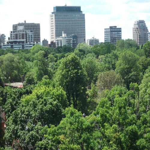Carbon in Urban Trees Have Economic Value Equal to $1.5 Billion