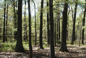 Southern Tree Species Thrive as Northern Hardwood Forests Heat Up