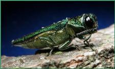 WV sets traps for tree-killing beetles