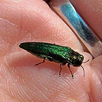 Ash Borers, Frozen To Death, Likely To Recover
