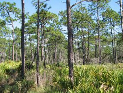 SFI & AFF Announce Project to Promote Longleaf Pine Conservation