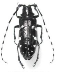 Ag secretary asks for help on Asian longhorned beetle