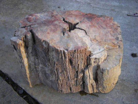 Fossil Wood with Fire Scar Sparks Interest