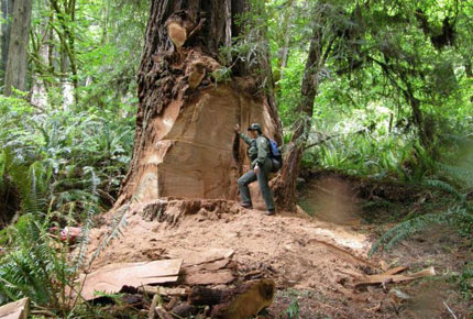 Majestic Redwoods Vandalized by Drug Addicts