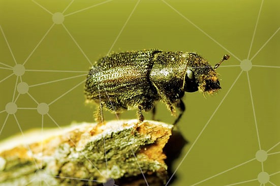 bugs-genome-image.jpg bugs-genome-image.jpg