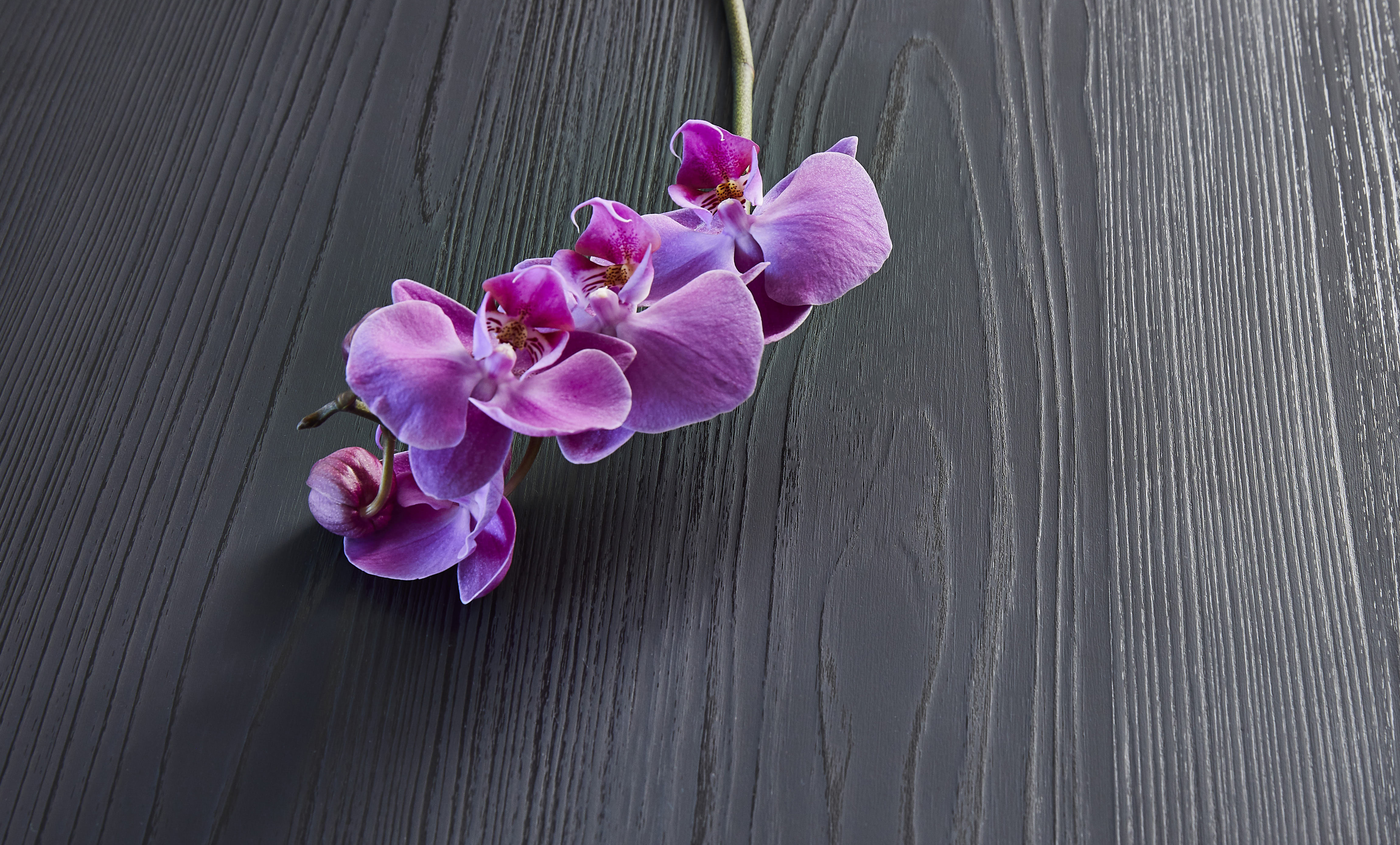 chemetal-interiorarts_6070_black_fresh.jpg chemetal-interiorarts_6070_black_fresh.jpg
