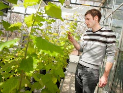 Virginia Tech Forestry Geneticists Develop Tree Biomass Crop