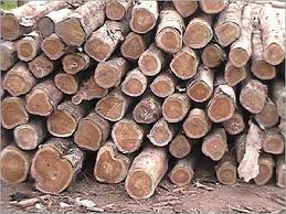Timber Harvests Rise Four Years Running