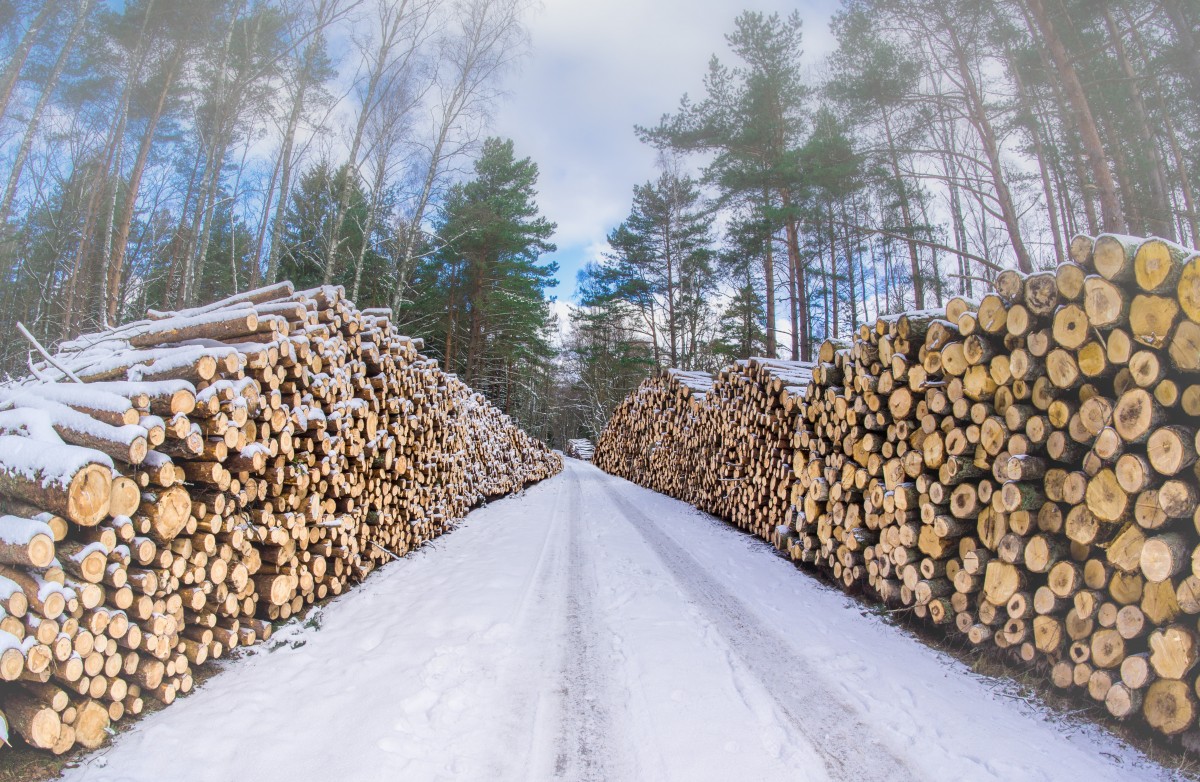 Warmer winters could make logging more difficult 