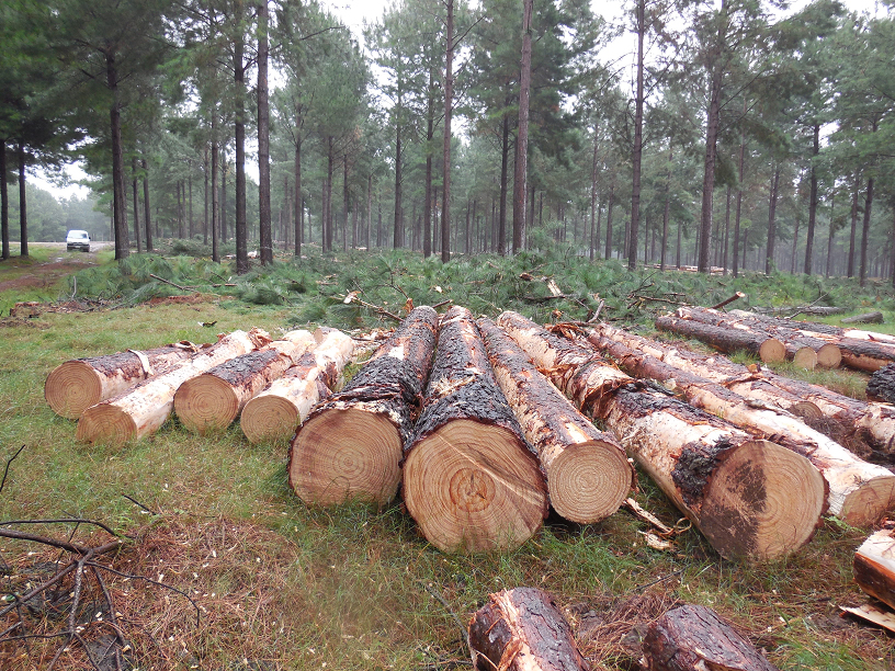 The U.S. Structural Plywood Integrity Coalition claims panels made with southern Brazil plantation-grown loblolly pine and slash pine may not meet the performance requirements of U.S. Voluntary Product Standard PS 1-09 for structural plywood.